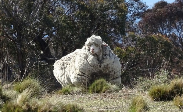 澳洲發現一隻迷失樹林多年的綿羊，剃下了創紀錄的42公斤羊毛。（法新社）