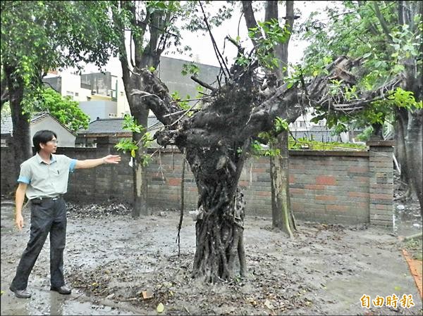 台西國小被颱風連根拔起的榕樹，經過師生們扶起原地重種，最近已長出新葉。（記者鄭旭凱攝）