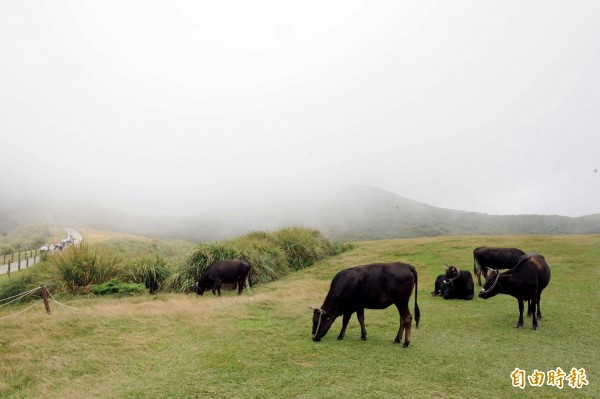 擎天崗草原中有許多陽明山牧場自由放牧的牛隻。（資料照，記者鹿俊為攝）