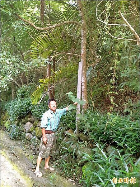 官鋒宗造林18年，在約4甲的山坡地上種植許多本土植物。（記者歐素美攝）