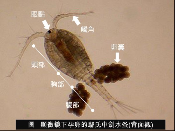 劍水蚤。（資料照，桃園衛生局提供）