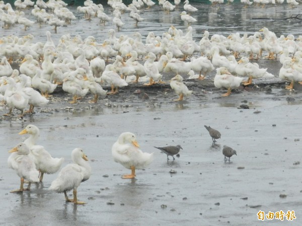 禽流感疫情再起，沿海許多養鴨場卻見野鳥與鴨群共餐。（記者鄭旭凱攝）