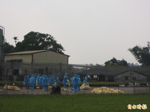 雲林再傳禽流感，雖已完成撲殺，禽農憂心疫情大爆發。（記者林國賢攝）