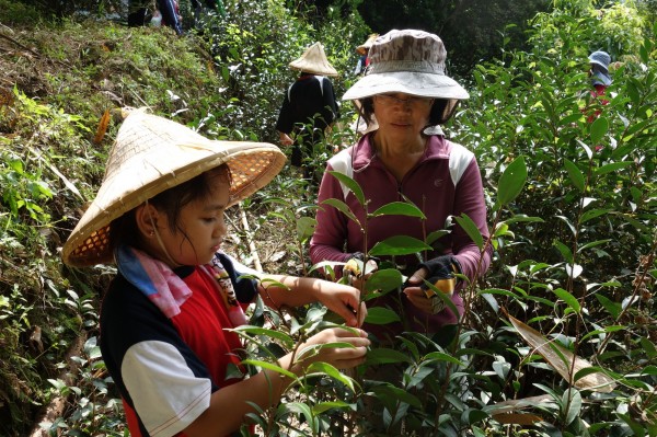 孩童採茶不畏苦 重現獅潭採茶風。（圖由校方提供）