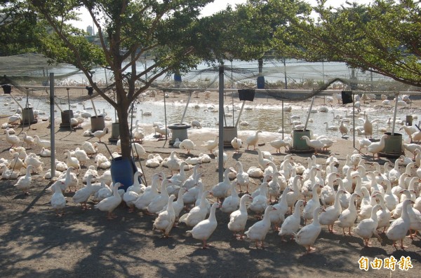 南市下營區1種鵝場傳500多隻種鵝異常死亡，南市動保處表示，該場初步確診為H5，將提高防疫規格，晚間進行全場撲殺，示意圖，與本新聞無關。（資料照，記者陳燦坤攝）