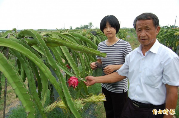 前南縣議員鄭鴻權（右）在柳營太康有機農業拚8年，女兒鄭欣玫（左）新農人接棒。（記者楊金城攝）