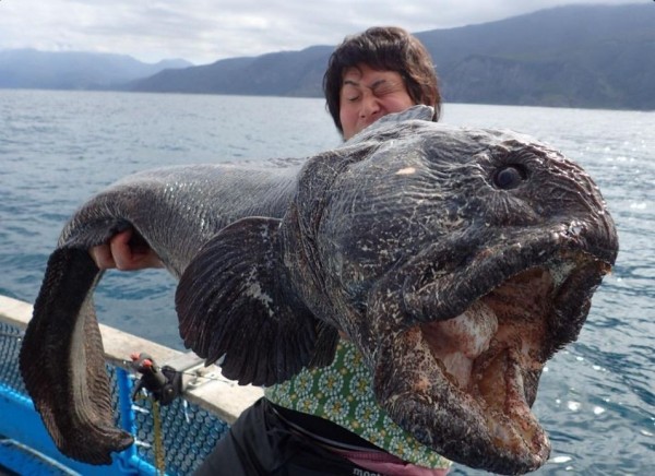 平坂寬抱著這條頭部超大、齜牙裂嘴、猙獰醜陋的大海怪，顯得十分吃力。（圖擷取自hirahiroro推特）