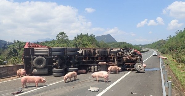 發現此次車禍造成70多隻豬死亡，卡在車內倖存的豬隻約有30隻。（圖擷取自東南網）