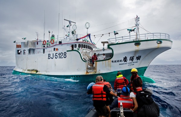 「順得慶888號」先前被綠色和平「抓包」船上有非法鯊魚鰭，經過國內外專家鑑定後，確認不只漁獲表上所列的水鯊。（資料照，綠色和平提供）