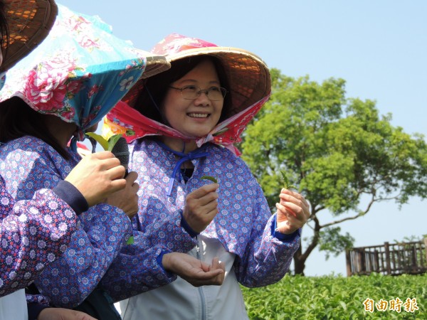 小英訪頭份茶園，聽歌化身採茶姑娘。（記者蔡政珉攝）