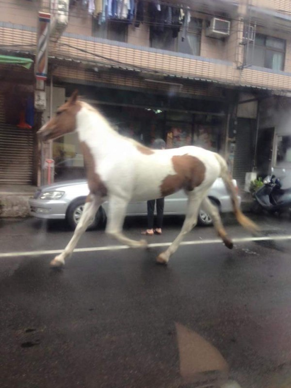 肚子上有愛心花紋的白馬又再度「越獄」，奔馳在新店區的安康路上了！（圖擷自《爆料公社》）