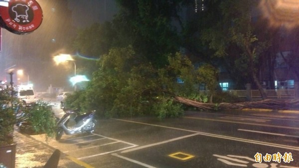 杜鵑颱風愈夜愈發威，一株4層樓高、12公尺的榕樹不敵勁風橫倒路中，1輛汽車、2台機車無辜遭壓。（記者陳曉宜攝）