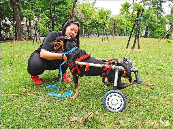 Lucky(8個月)半年前被流浪犬攻擊，咬中脊椎傷及神經系統，導致後肢全殘，由志工出資6千多元自製輪胎輔具。（記者黃旭磊攝）