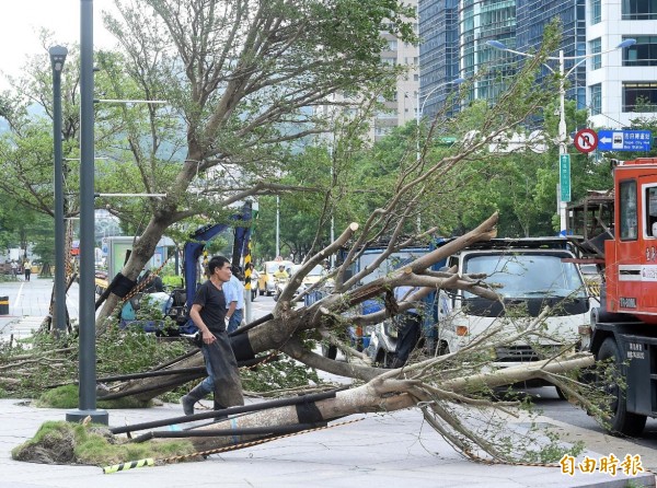 杜鵑颱風過境，台北市多處樹木傾倒，管理單位緊急僱工搶修復原。（記者方賓照攝）