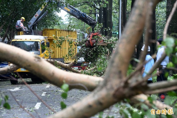 強颱杜鵑襲台，台北街頭不少路樹遭連根拔起，29日工務局人員清除傾倒的路樹。（記者簡榮豐攝）