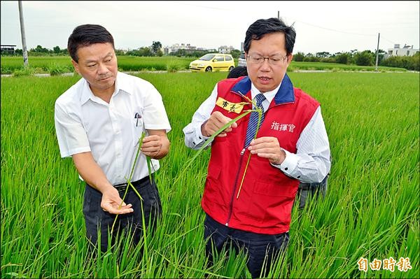 桃園市長鄭文燦（右）視察新屋區稻田的農損情況。（記者周敏鴻攝）