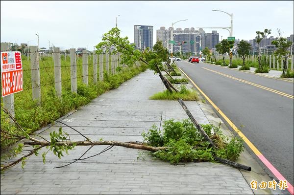 中路重劃區路樹倒了三百多棵，市長鄭文燦要求徹底檢討。 （記者謝武雄攝）