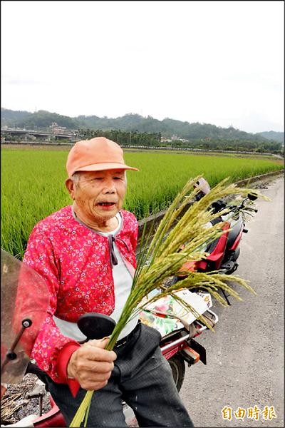 水稻正值抽穗期間，卻遇到颱風來襲，稻農擔心影響授粉，日後變成「 空包彈」。（記者詹士弘攝）