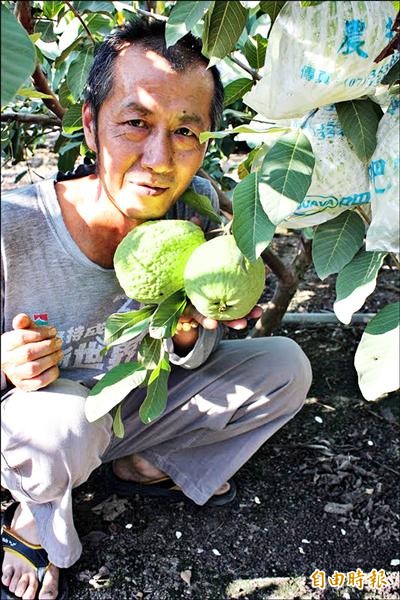 大社果農劉建明戰勝帝王芭樂。（記者陳文嬋攝）