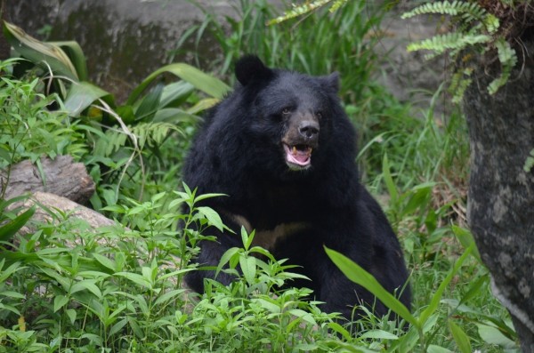 美國婦人疑餵熊遭到攻擊。圖非攻擊老婦黑熊。（資料照，台北市動物園提供）