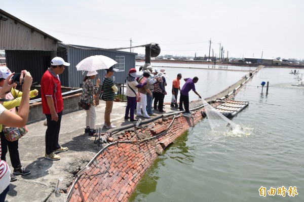 養殖漁民帶領遊客到魚塭撒網捕撈魚蝦。（記者蘇福男攝）