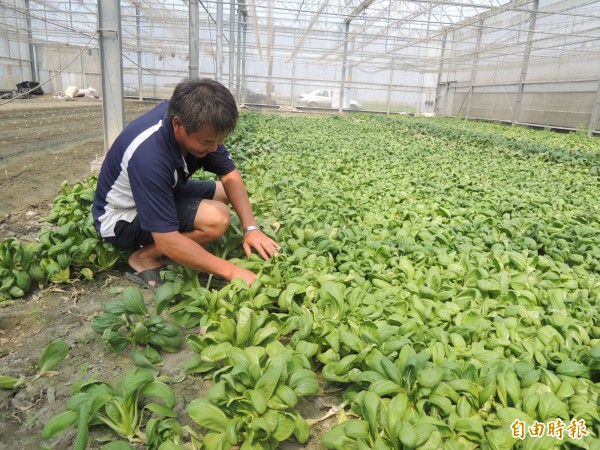 洪進鴻不願降價求售，網室蔬菜乏人問津。（記者陳燦坤攝）