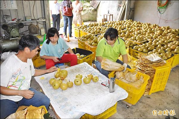 高經濟作物高接梨天然災害保險，預計下個月開賣，縣內卓蘭、大湖、三灣梨農十分關切。（記者張勳騰攝）