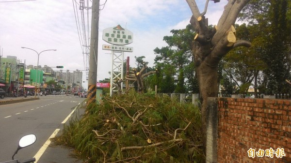 安南果菜市場外的16棵鳳凰木行道樹全遭斷頭。（記者蔡文居攝）