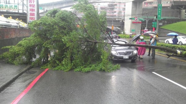 基隆市基金一路119-3號中央分隔島路樹傾倒，壓到一部自小客車輛，造成車輛擋風玻璃破裂。（圖為民眾提供）