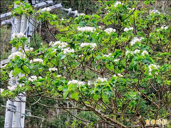 員山鄉望龍埤風景區油桐開花，被遊客戲稱是罕見的「十月雪」。（記者江志雄攝）