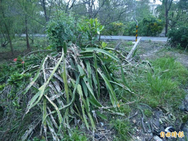 宜蘭在連續2個颱風後農損嚴重，縣府決定加碼補助。（記者簡惠茹攝）