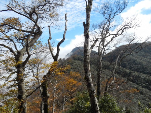 太平山山毛櫸已開始轉黃。（圖由羅東林管處提供）