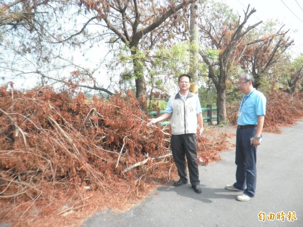 台電搶修方便，將修剪後的樹枝堆置路旁半個月卻未處理，縣議員李俊諭（左）接獲陳情到場會勘。（記者陳冠備攝）