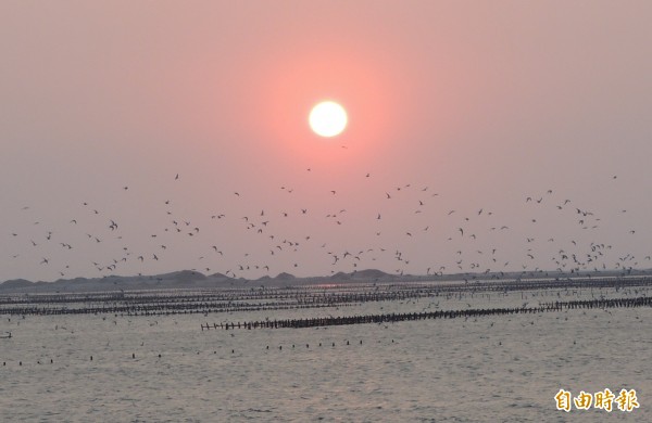 黑腹燕鷗來了! 台南北門潟湖揭開賞鳥季 - 生活 - 自由時報電子報