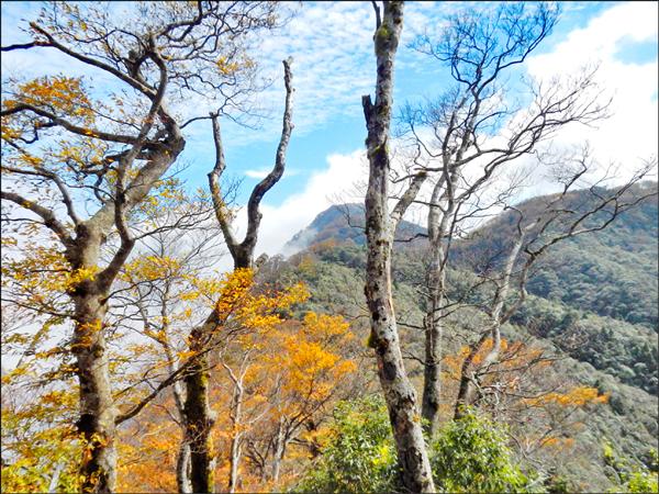 太平山山毛櫸已開始轉黃。（羅東林管處提供）