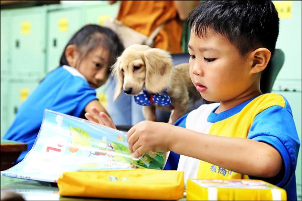 伴讀犬「小安」在板橋國小教室內，安靜地陪著學童看書。（動保處提供）