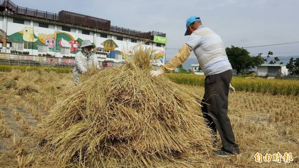 關山鎮的老農民在台九線旁的稻田裡，堆起稻草堆。（記者王秀亭攝）