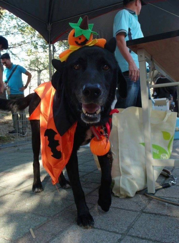 米克斯黑犬「萬萬」一身萬聖節裝扮，相當可愛、親人。（記者蔡淑媛翻攝）