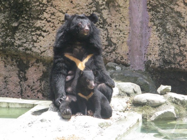 台灣黑熊波比（小隻）的少年模樣（壽山動物園提供）