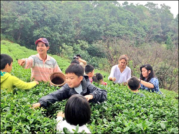 乾華國小師生採收冬茶，學童們樂在其中。（乾華國小提供）