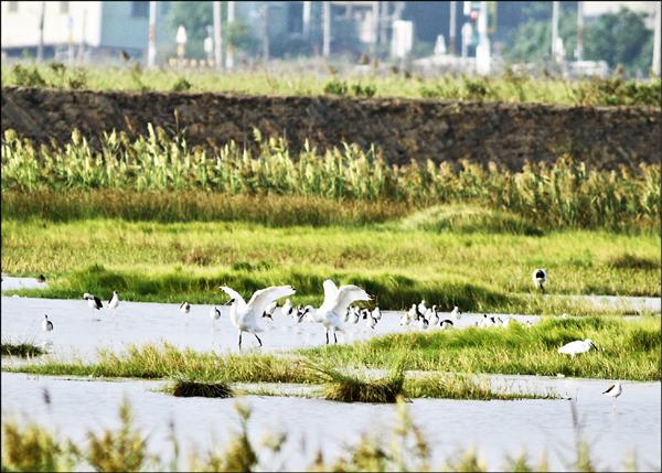 四隻黑面琵鷺先頭部隊已飛抵茄萣濕地，圖為棲地覓食情形。（茄萣生態文化協會理事長鄭和泰提供）