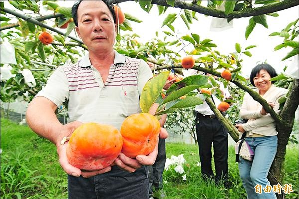 農友朱國興種植的甜柿比市售大上一倍。（記者李忠憲攝）