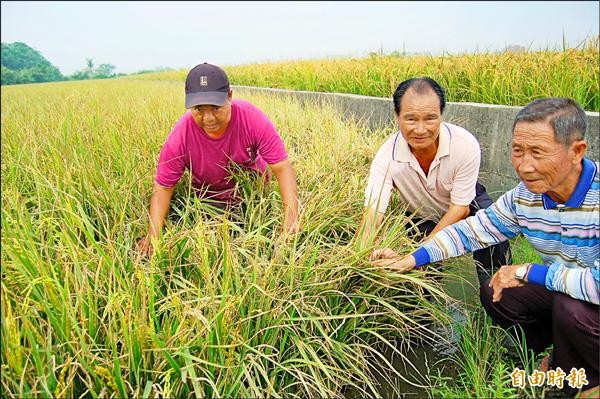 二期稻作災情慘重，農民收嘸採工。（記者楊金城攝）