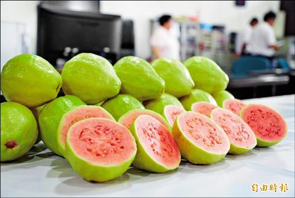 紅心芭樂是農試所專為糖尿病患研發的品種，果實就不甜。 （資料照，記者游明金攝）