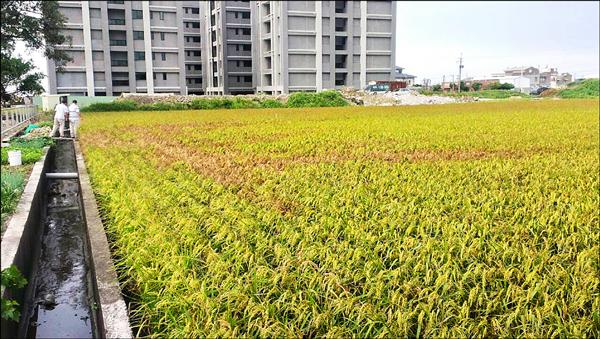 苑裡又傳偷排廢水污染農田，廢水隨著溝渠流入稻田，所到之地稻米跟著枯黃。（記者蔡政珉翻攝）