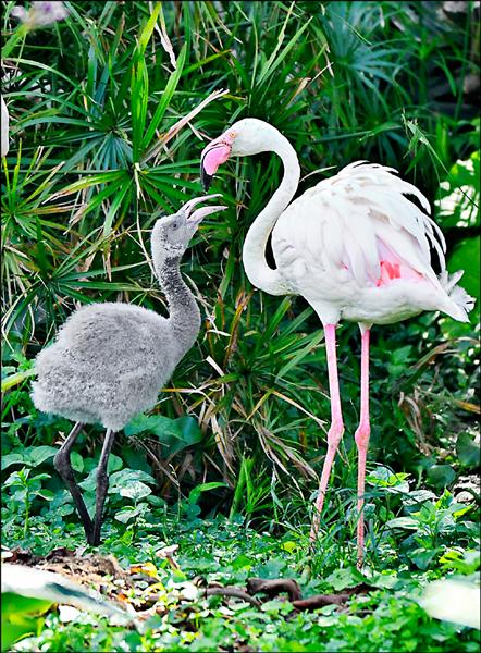 大紅鶴哺育寶寶小灰。（台北市動物園提供）