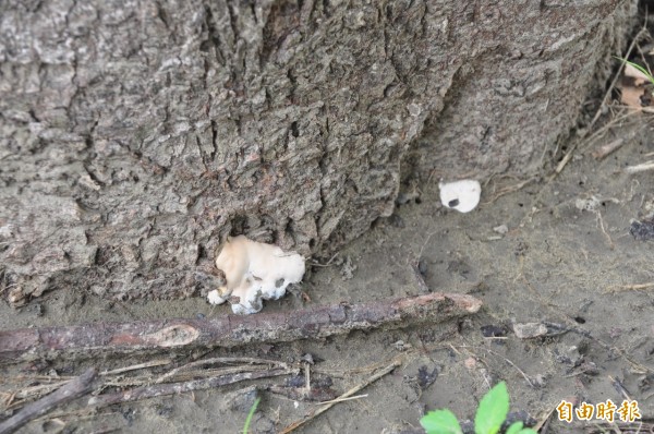 台江山海圳綠道的綠樹枯亡，志工憂心是除草不當所致。（記者洪瑞琴攝）