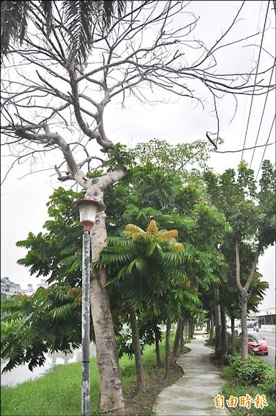 台江山海圳綠道月內連3棵樹枯死，台江流域綠道志工籲請市府調查搶救綠道。（記者洪瑞琴攝）