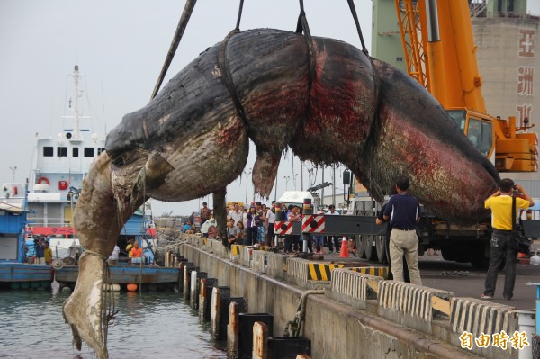 本月18日陳屍在嘉義縣八掌溪出海口沙洲的抹香鯨，死因今天出爐，除了「腰部靠尾部瘀血不能游泳」，胃部更有大量魚網和塑膠袋。（資料照，記者林宜樟攝）