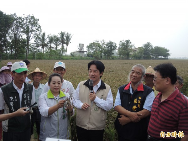 賴清德勘查後壁二期稻作及白河青皮椪柑災損情形。（記者劉婉君攝）